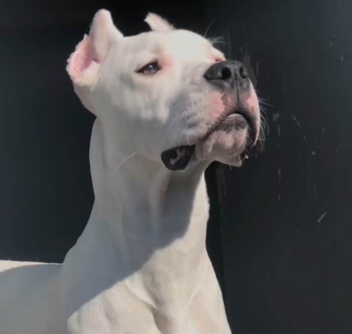 Photo of Ghost
