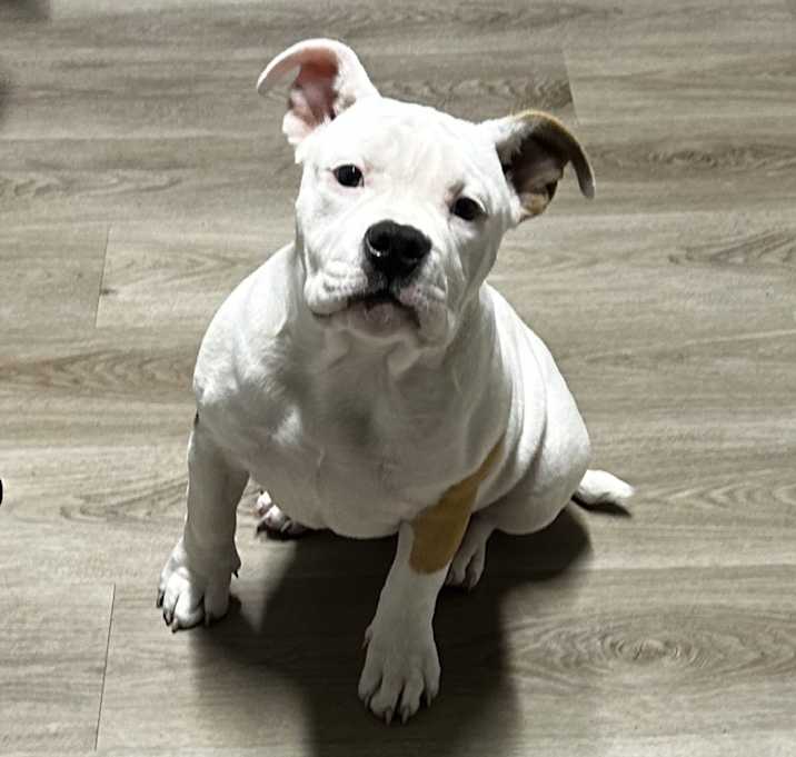 Photo of Roxie