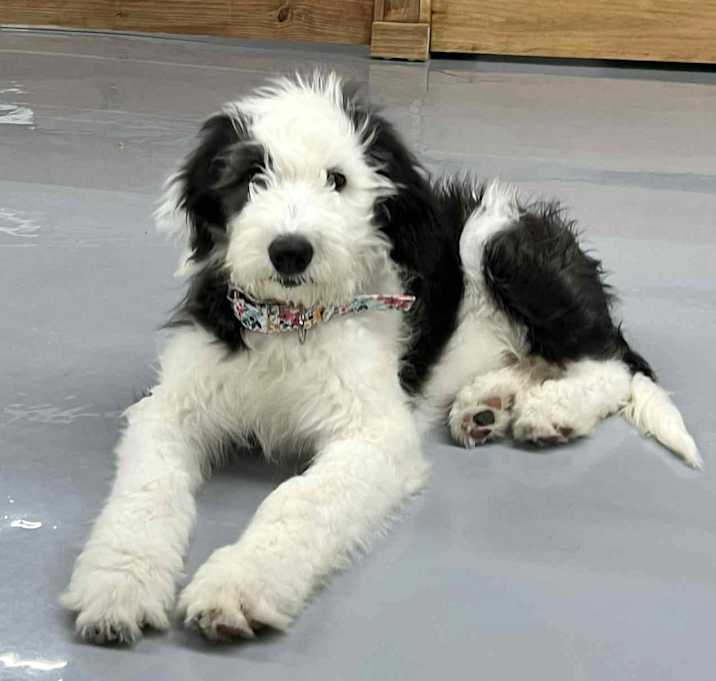 Photo of Oreo