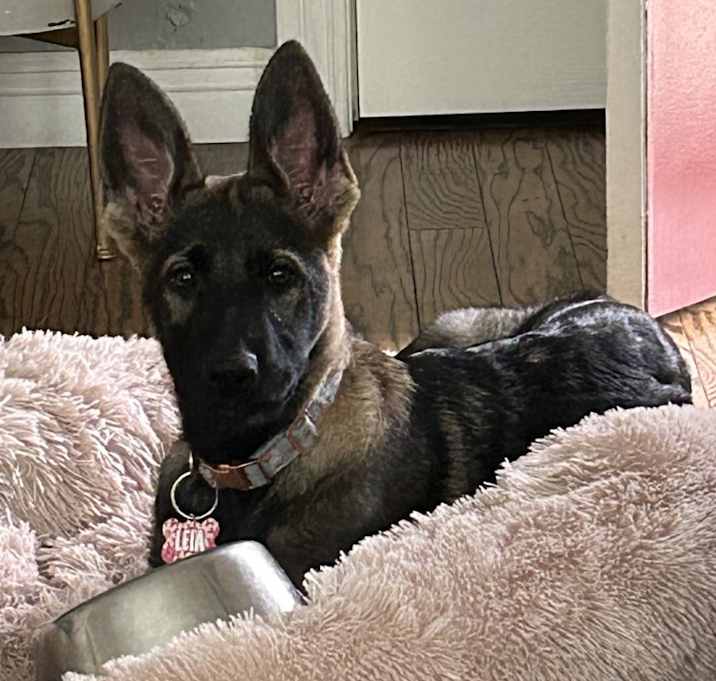 Photo of Leia