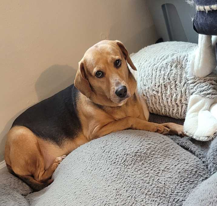 Photo of Rosie