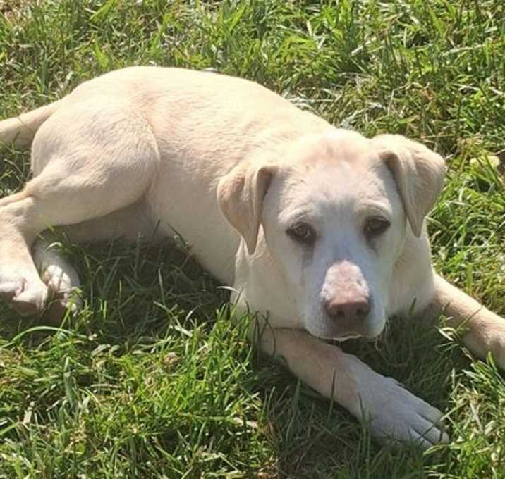 Photo of Daisy