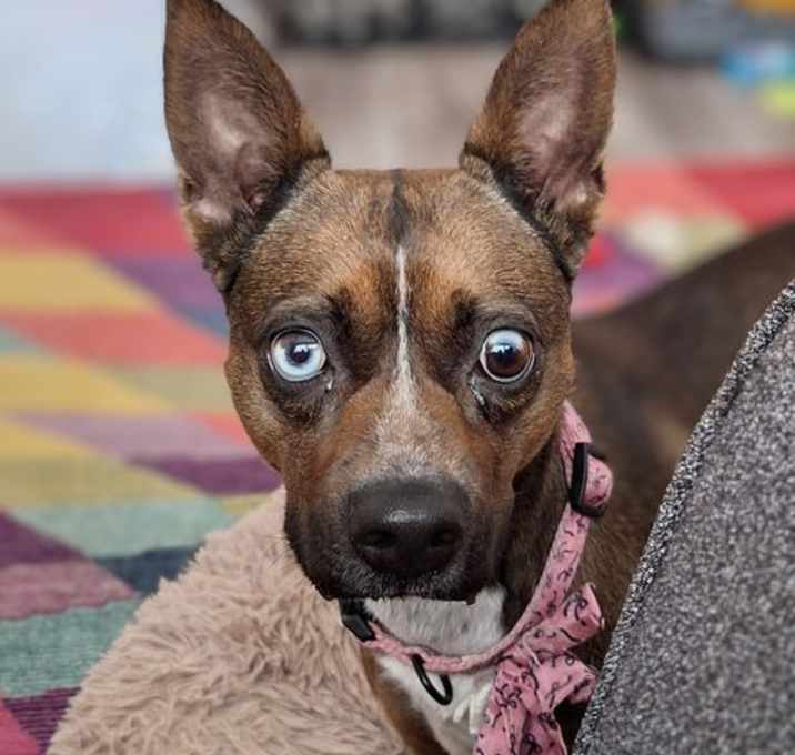 Photo of Nova