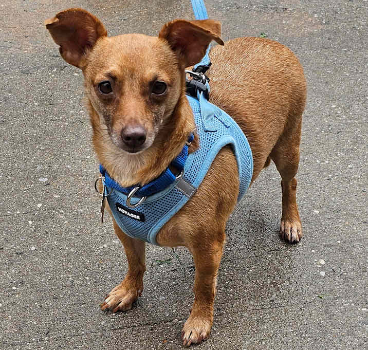 Photo of Dobby