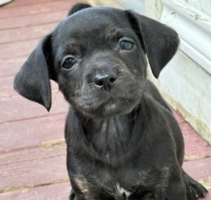 Photo of Shadow