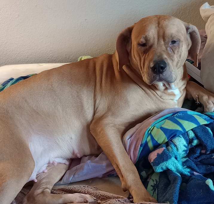 Photo of Dolly