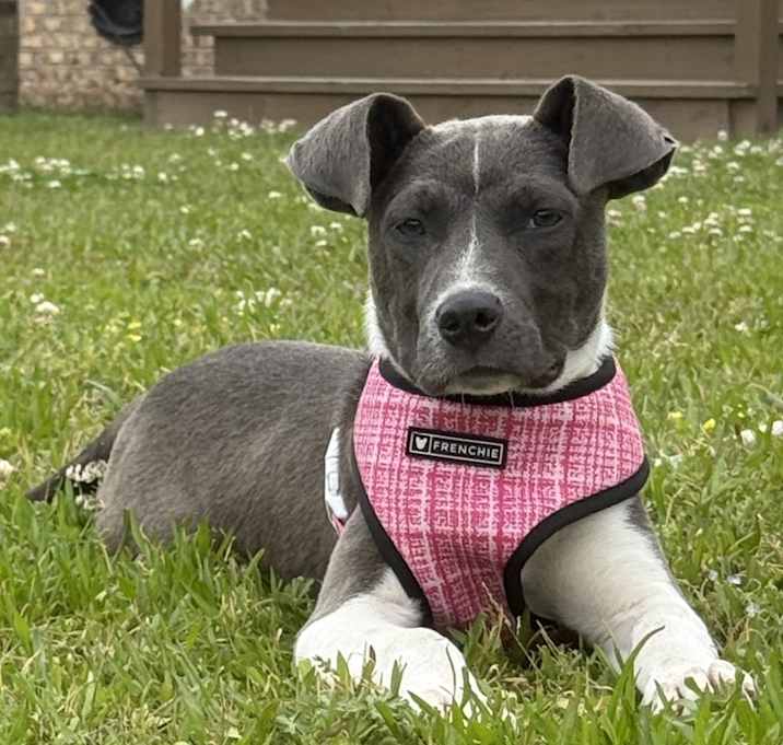 Photo of Stella