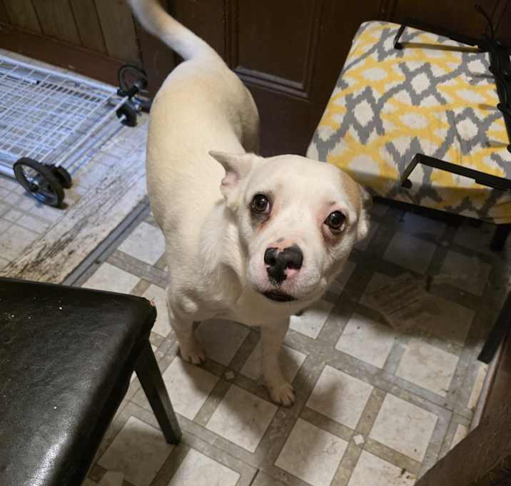 Photo of Bolt