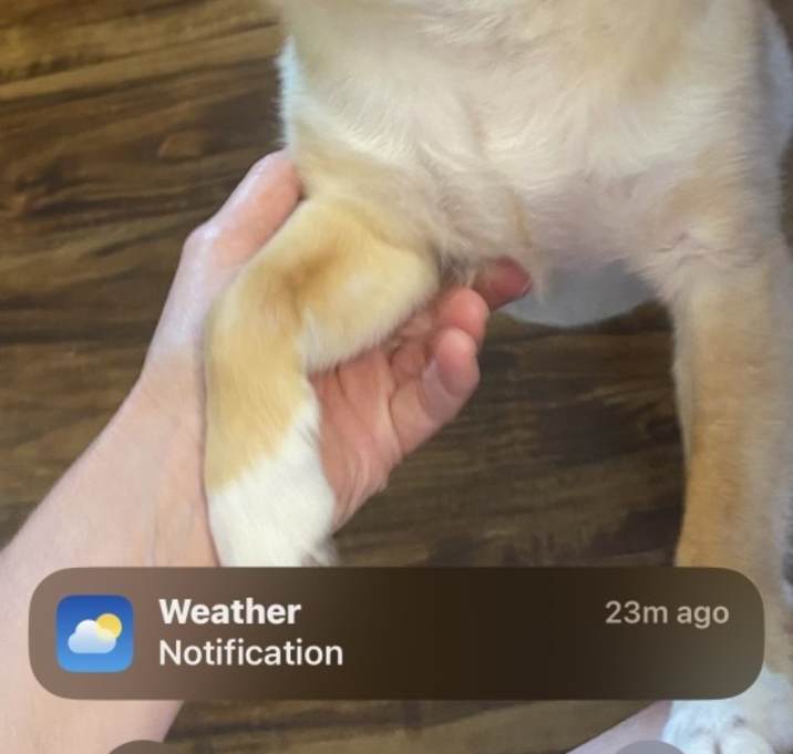 Photo of Buddy