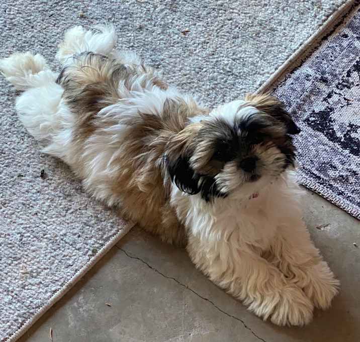 Photo of Viola 