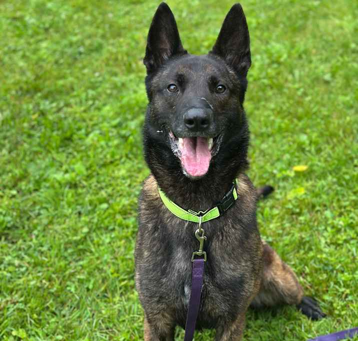 Photo of Atticus