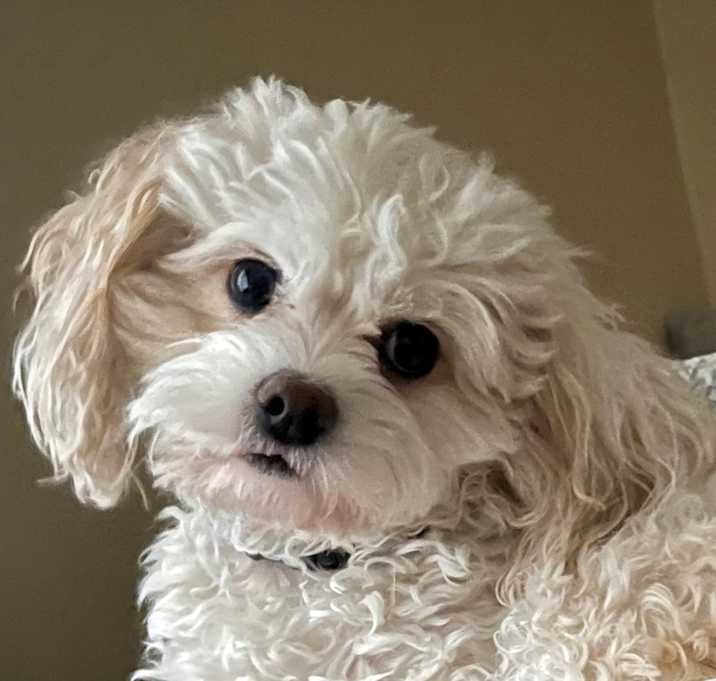 Photo of Bentley