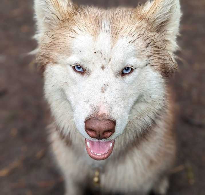 Photo of Auggie