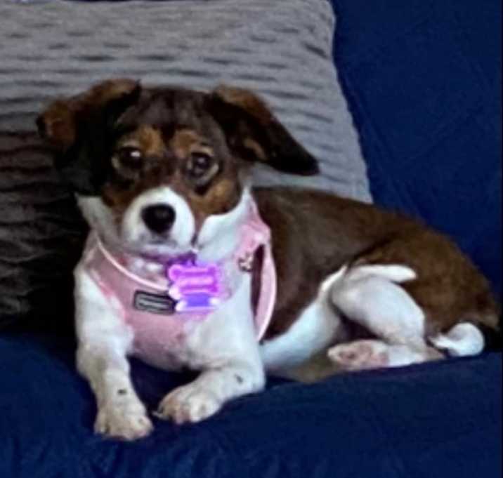 Photo of Gracie