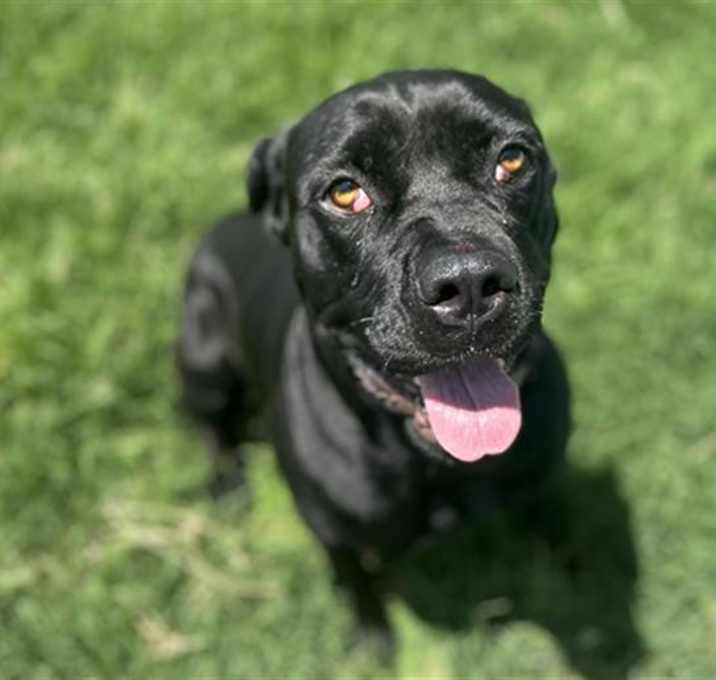 Photo of JUNE BUG