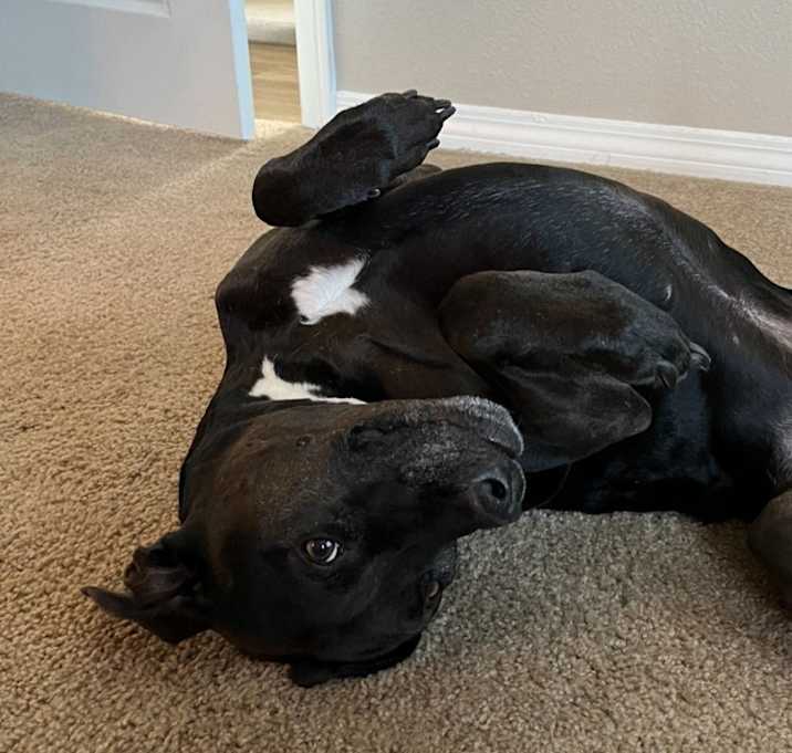 Photo of Pepper