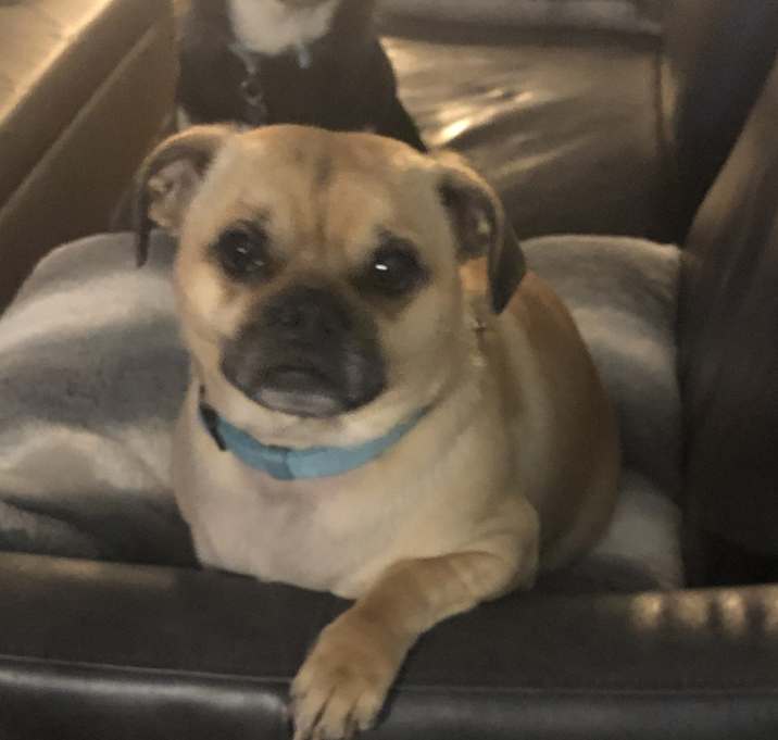Photo of Harley