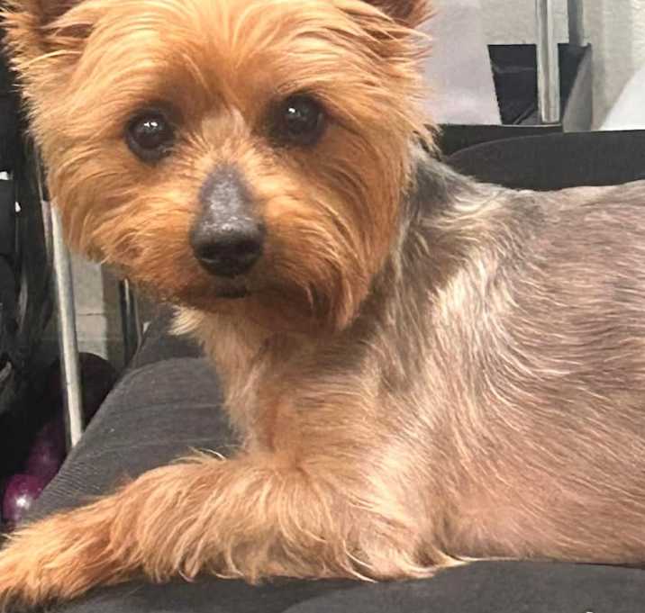 Photo of Dog