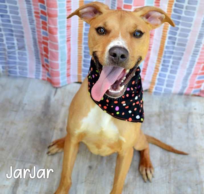 Photo of JarJar