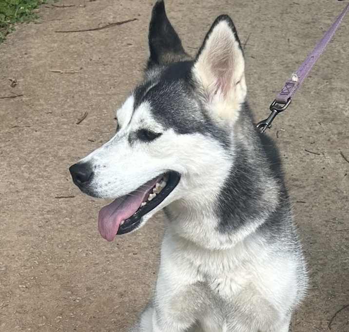 Photo of Daisy