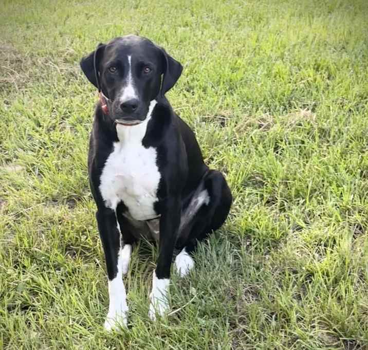 Photo of Moose