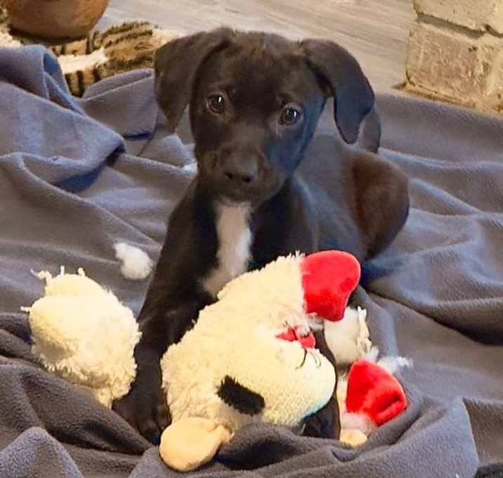 Photo of Raven