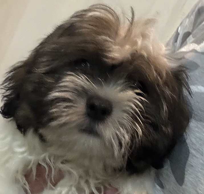 Photo of Dewey