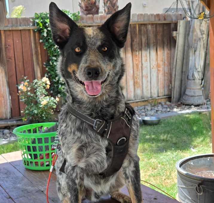 Photo of Bandit