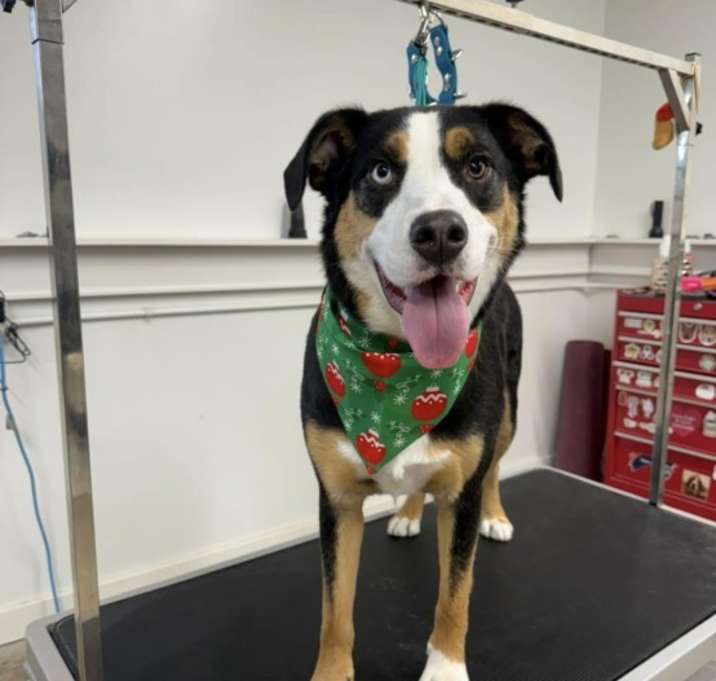 Photo of Diesel