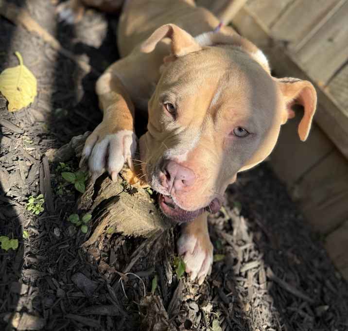 Photo of Vanilla