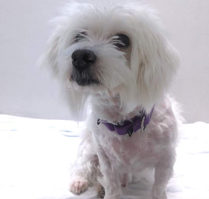 Photo of Coco Chip 