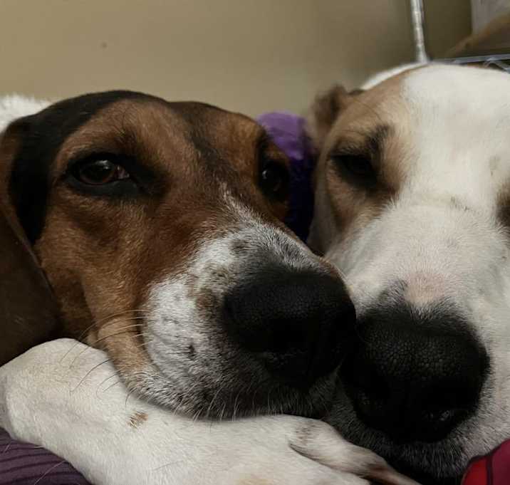 Photo of Cadence & Gibson
