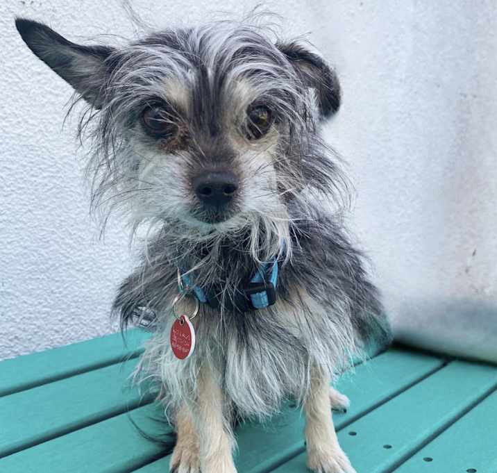 Photo of Taz