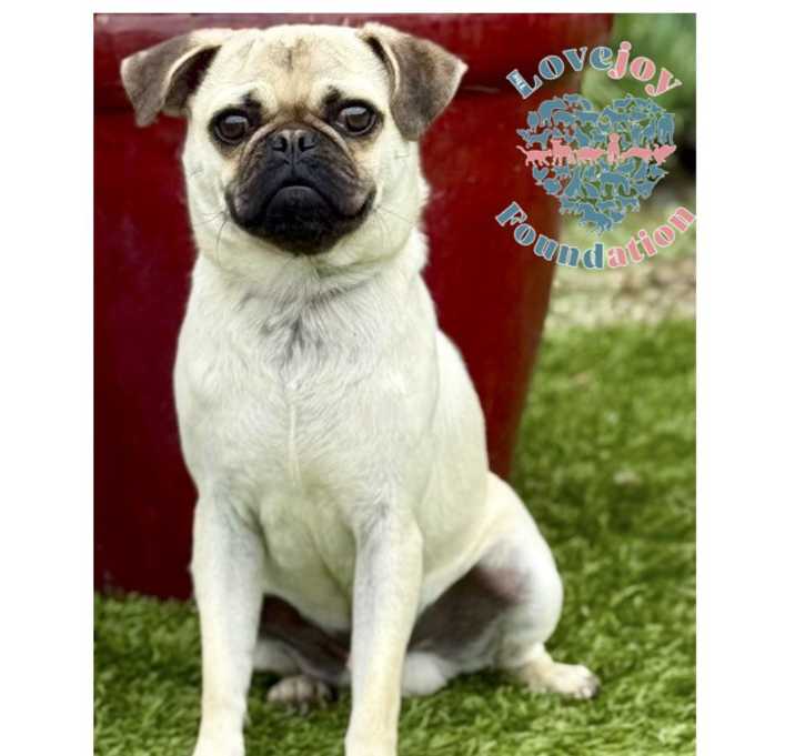 Photo of Pugly