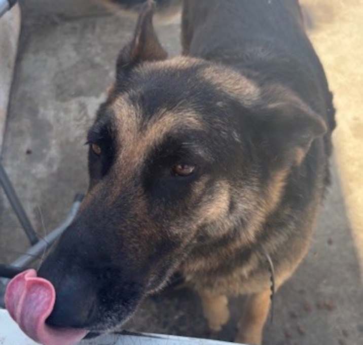 Photo of Shelby