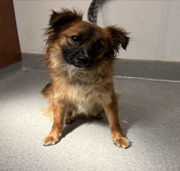 Photo of SCRAPPY DOO