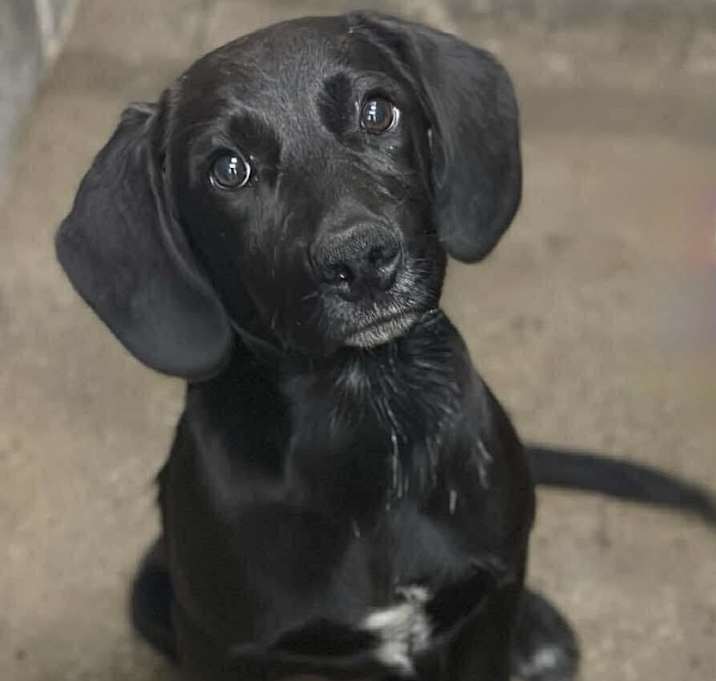 Photo of Midnight