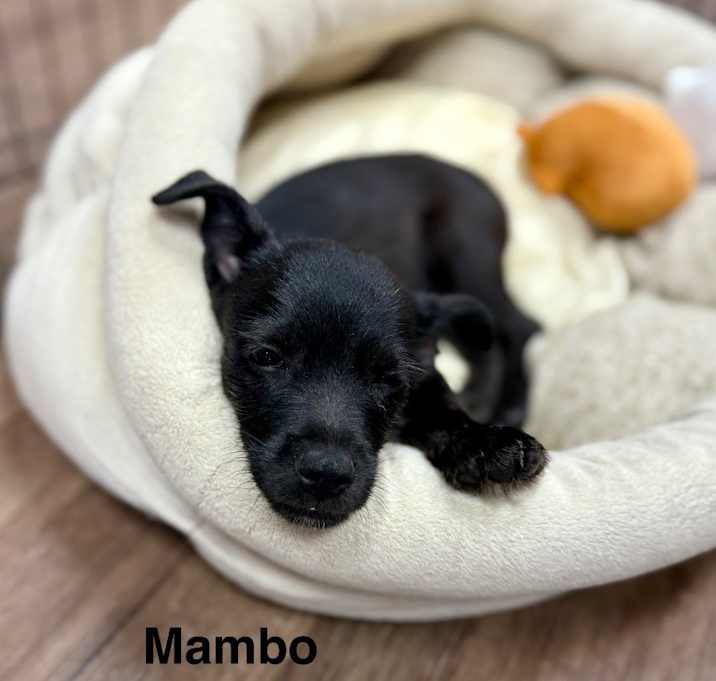 Photo of Mambo
