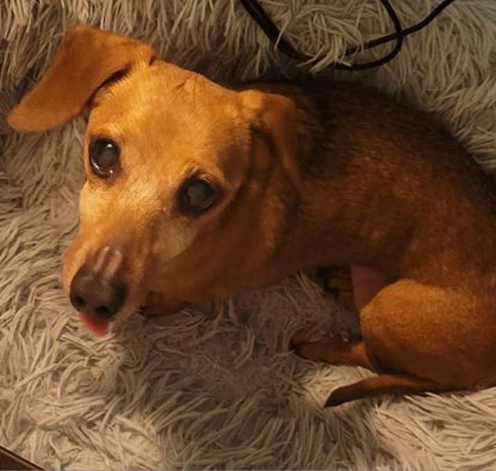 Photo of Cocoa