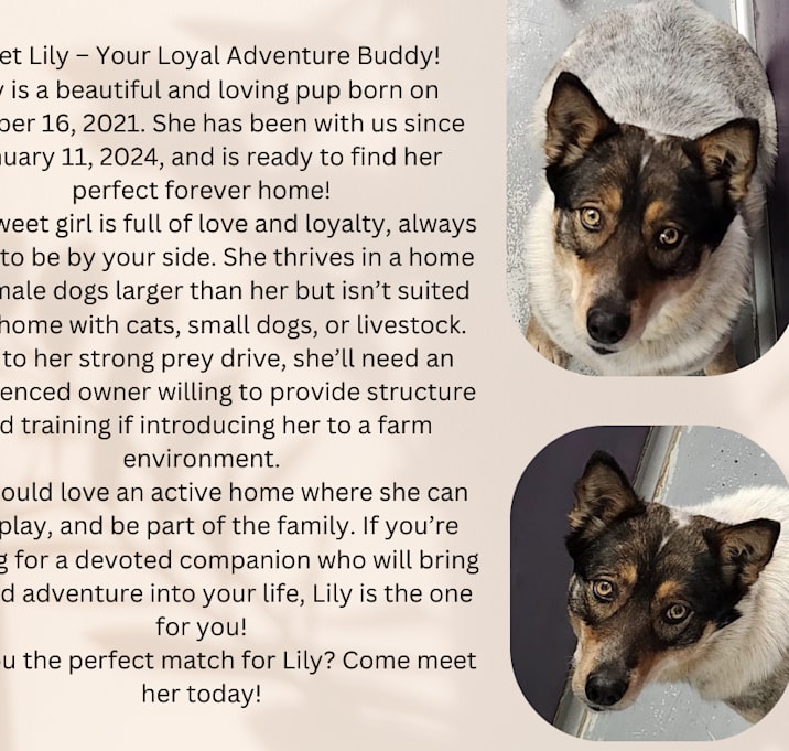 Photo of Lily