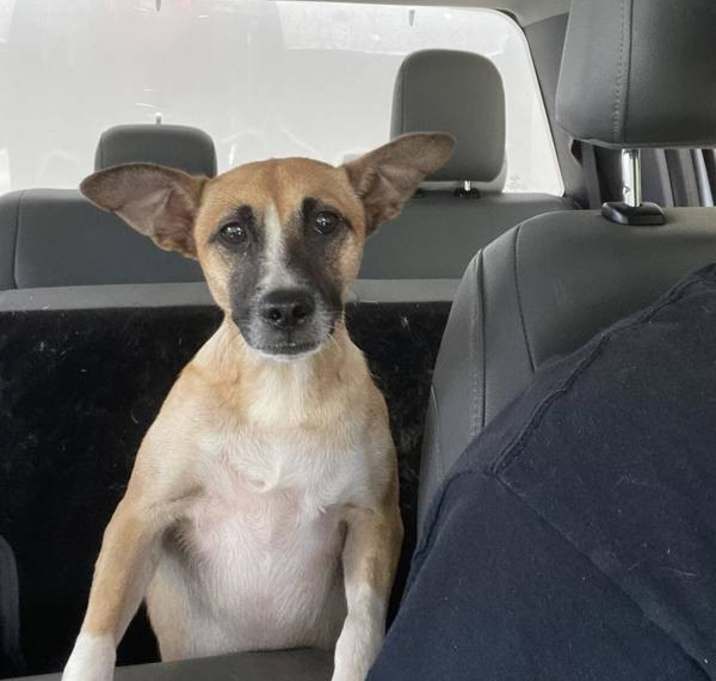 Photo of Peanut