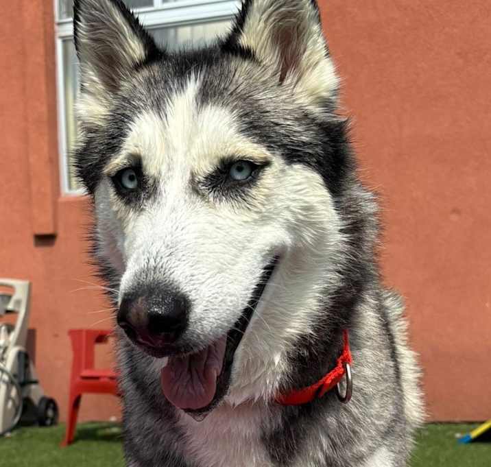 Photo of Raven