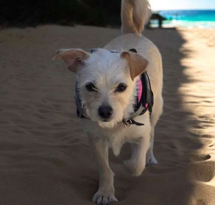 Photo of Stella