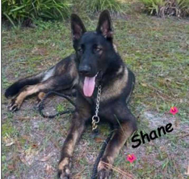 Photo of Shane