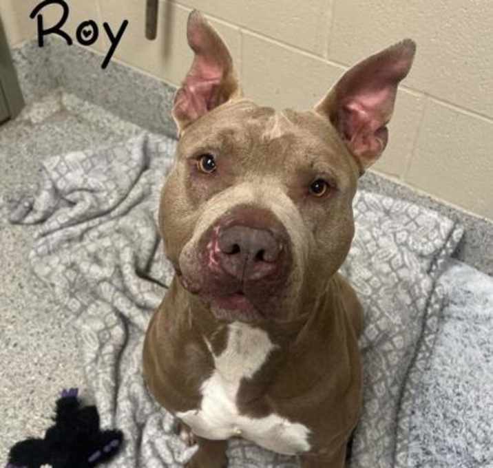 Photo of Roy