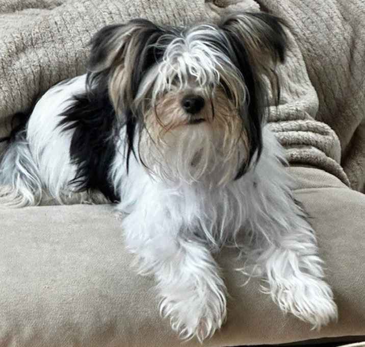 Photo of Ollie