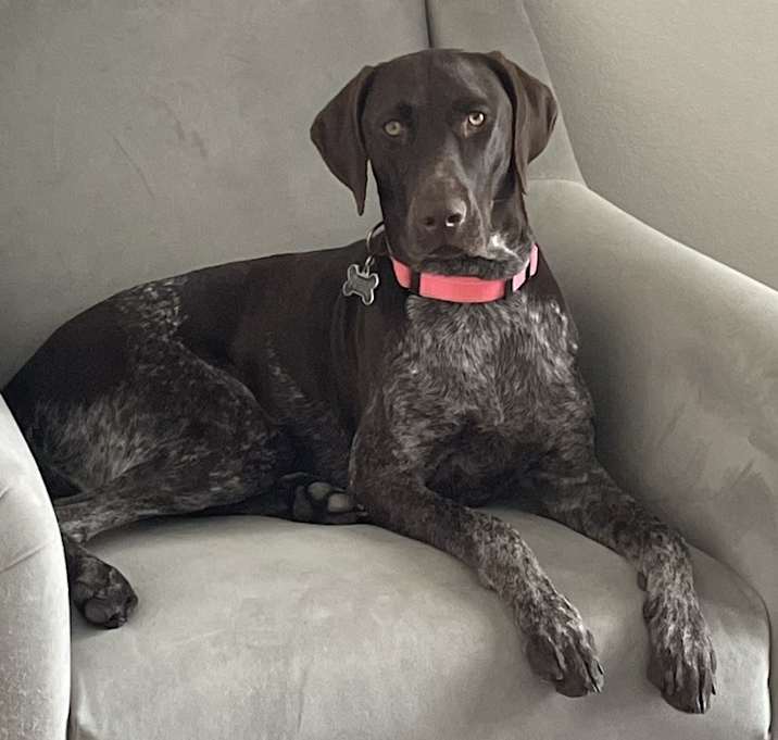 Photo of Remy