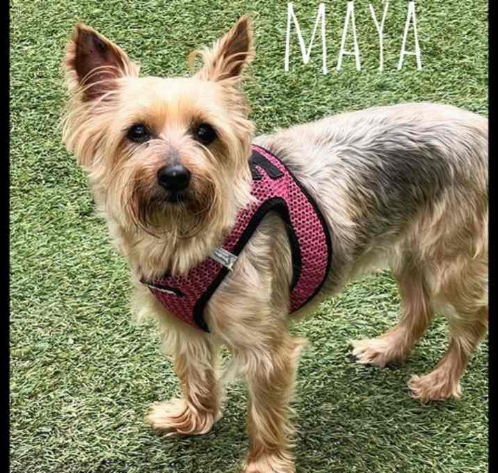 Photo of Maya