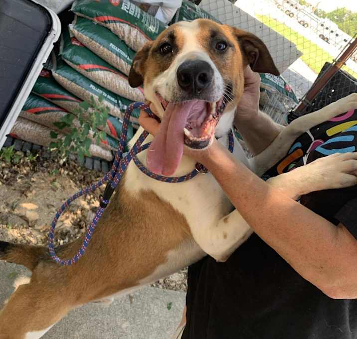 Photo of Chopper