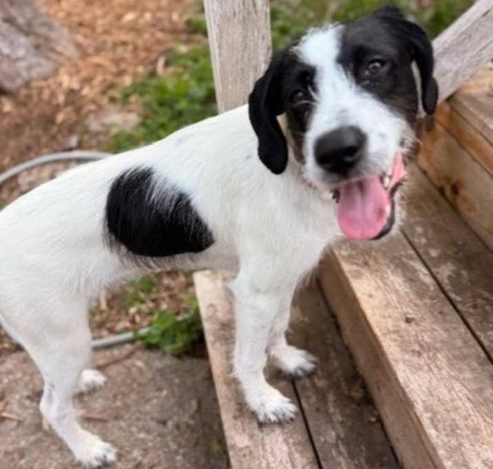 Photo of Penny